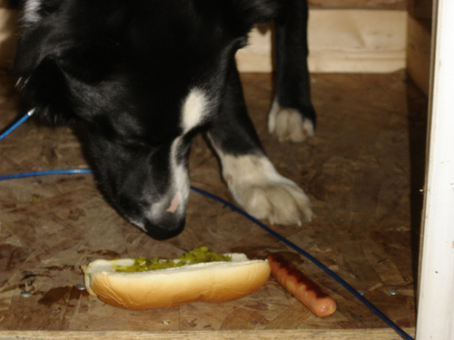 2006-05-24 - 02 - Pedro eating a hot dog bun